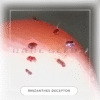 Rhizanthes deceptor seeds