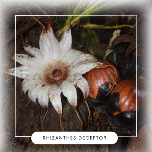 Rhizanthes deceptor seeds
