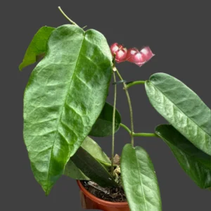 Hoya archboldiana cuttings