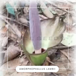 Amorphophallus lambii seeds