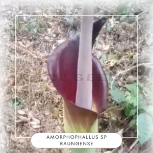 Amorphophallus sp Raungense
