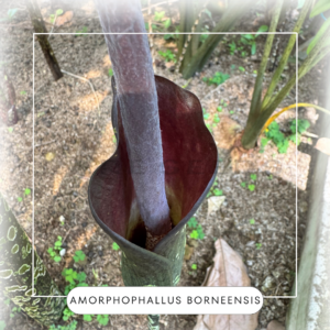 Amorphophallus borneensis seeds