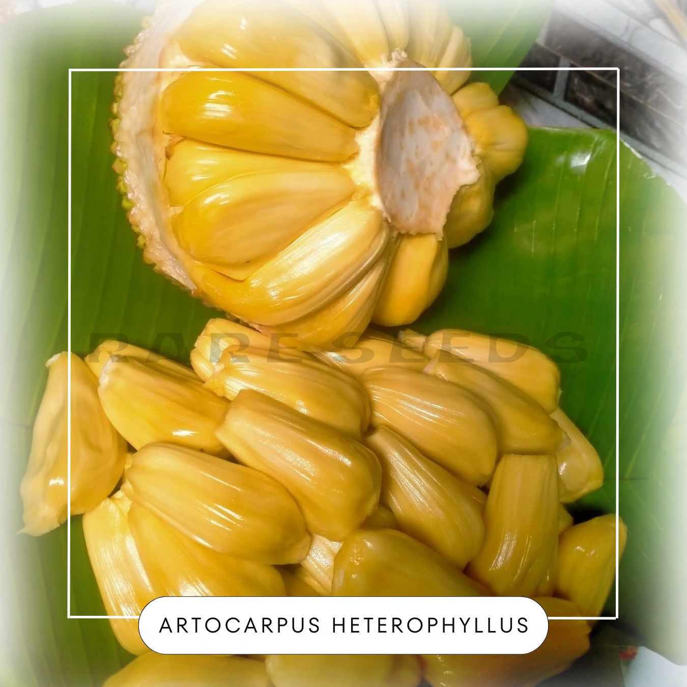 Artocarpus heterophyllus seeds