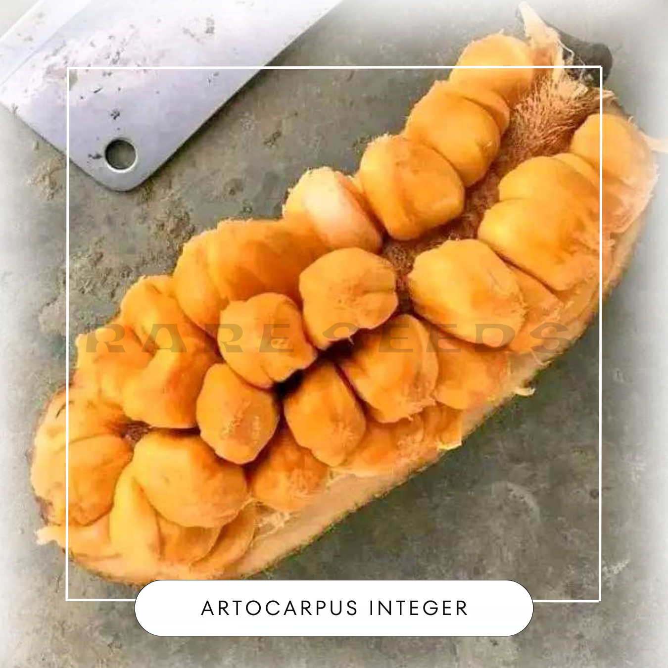 Artocarpus integer seeds