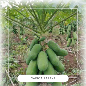 Carica papaya seeds