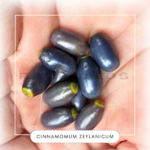 Cinnamomum zeylanicum seeds