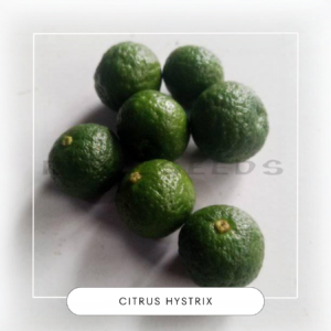 Citrus hystrix seeds