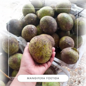 Mangifera foetida seeds