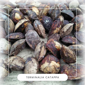 Terminalia catappa seeds