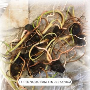Typhonodorum lindleyanum seeds