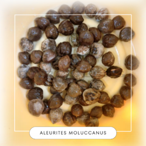 Aleurites moluccanus seeds
