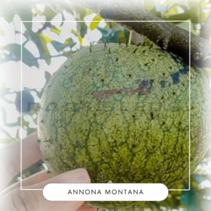 Annona montana seeds