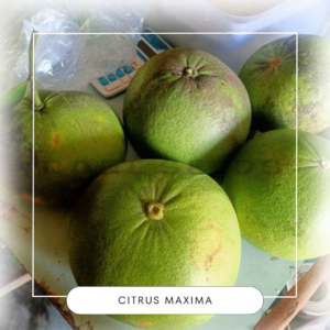 Citrus maxima seeds