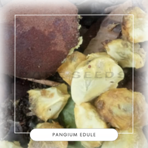 Pangium edule seeds