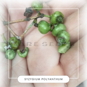 Syzygium polyanthum seeds
