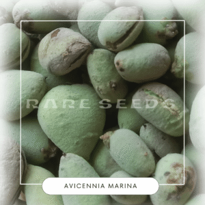 Avicennia marina seeds