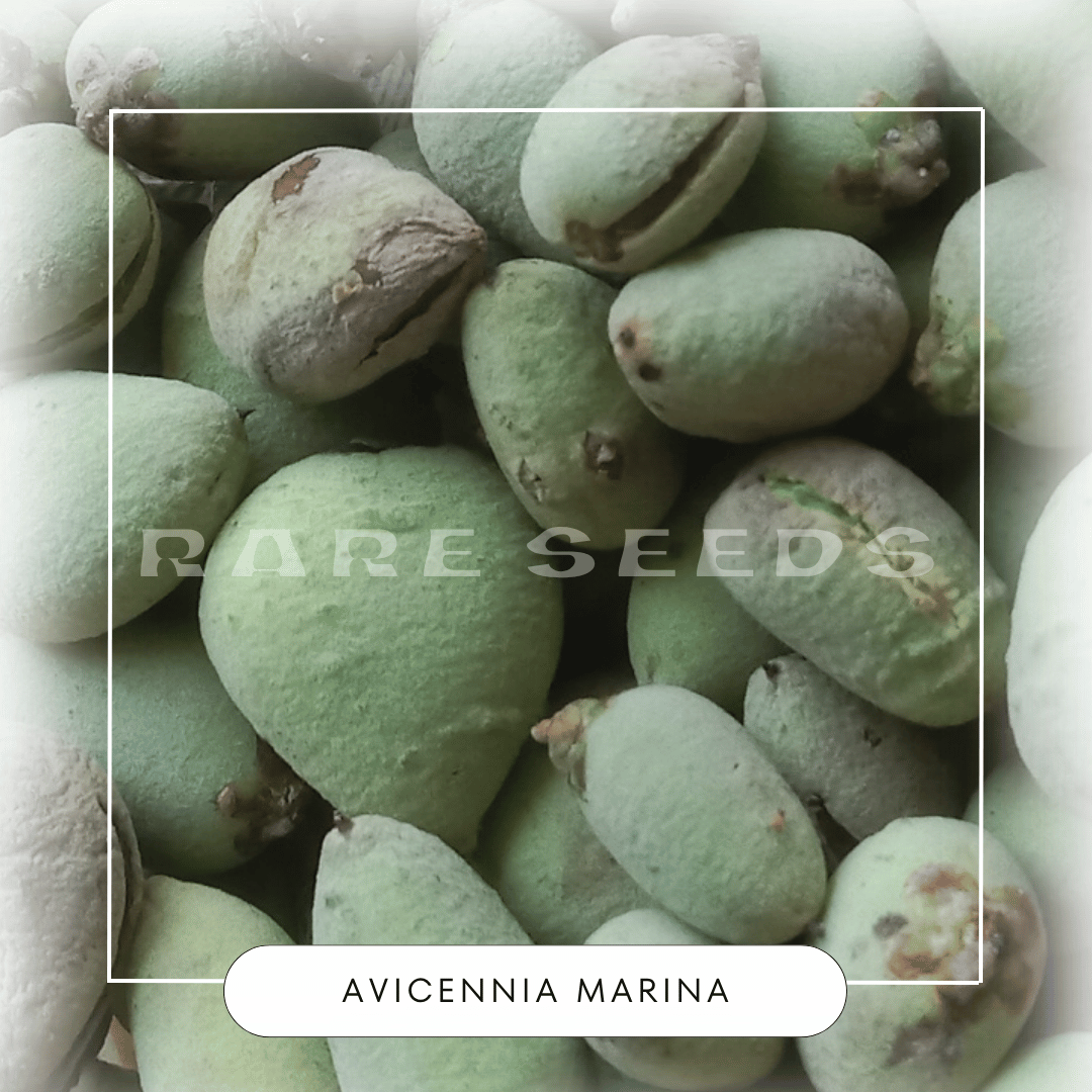 Avicennia marina seeds
