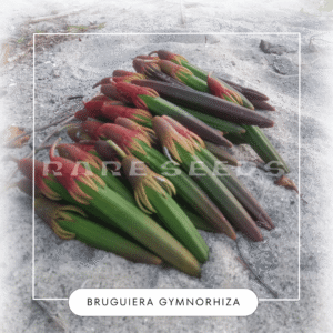 Bruguiera gymnorhiza seeds