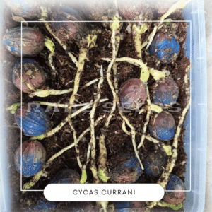 Cycas currani seeds