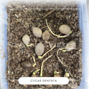 Cycas dentata seeds
