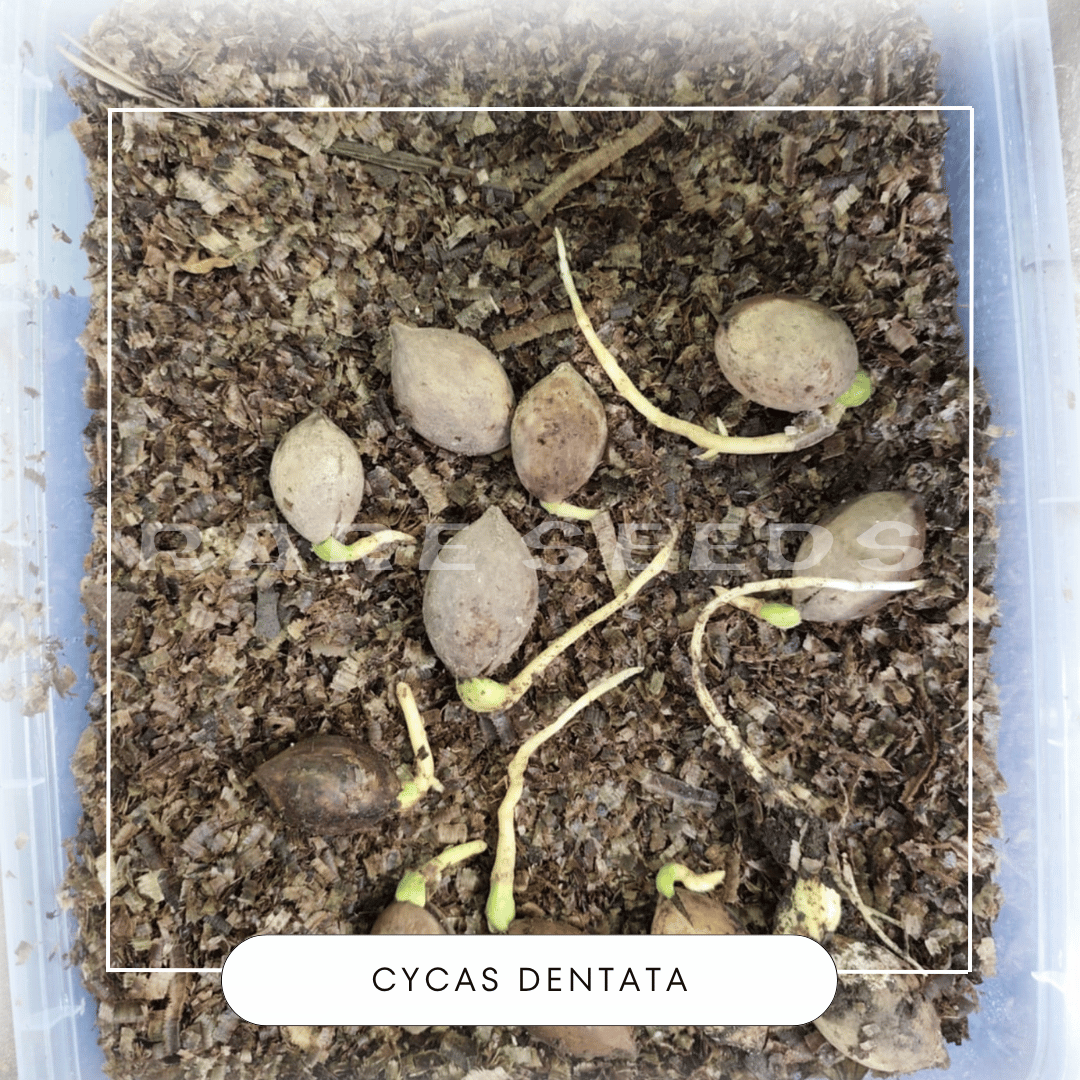 Cycas dentata seeds