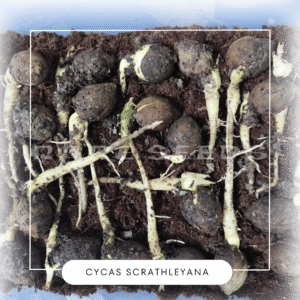 Cycas scrathleyana seeds