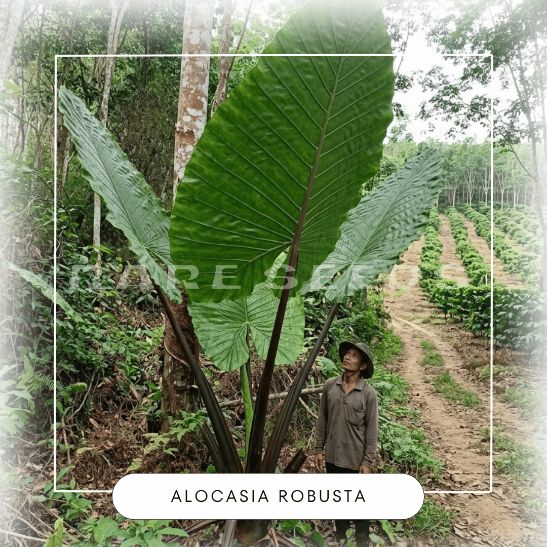 Alocasia robusta seeds